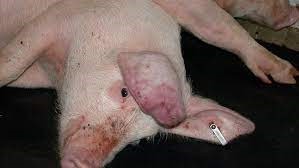 Осложнения от чумы свиней